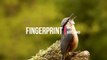 Fingerprint - Mini Vandals- RnB and Soul Music, Funky Music @NCMaterials