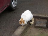 KADIKÖY'DE TOPLU KEDİ ÖLÜMLERİ HAYVANSEVERLER TARAFINDAN PROTESTO EDİLDİ