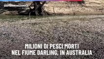 Milioni di pesci morti nel fiume Darling, in Australia