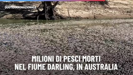 Milioni di pesci morti nel fiume Darling, in Australia