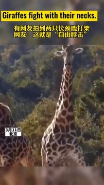 Giraffes fight with their necks.
