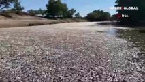 Korkutan görüntü! Nehirde yüz binlerce ölü morina balığı, levrek, kemikli tatlı su balığı tespit edildi