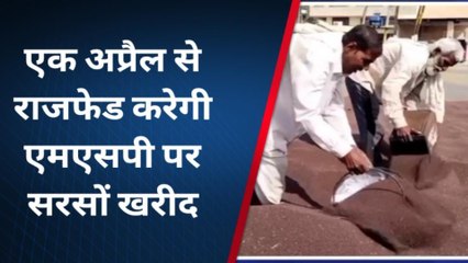 भरतपुर: सरसों के भावों में आया उछाल, जानें क्‍या है मण्‍डी में भाव