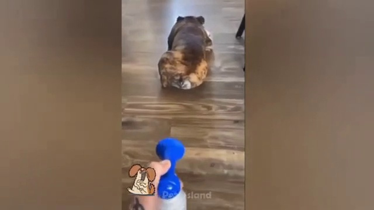 Funniest_Dog_Videos_%F0%9F%90%B6%F0%9F%98%B9_-_Funniest_Animals_2023 ...