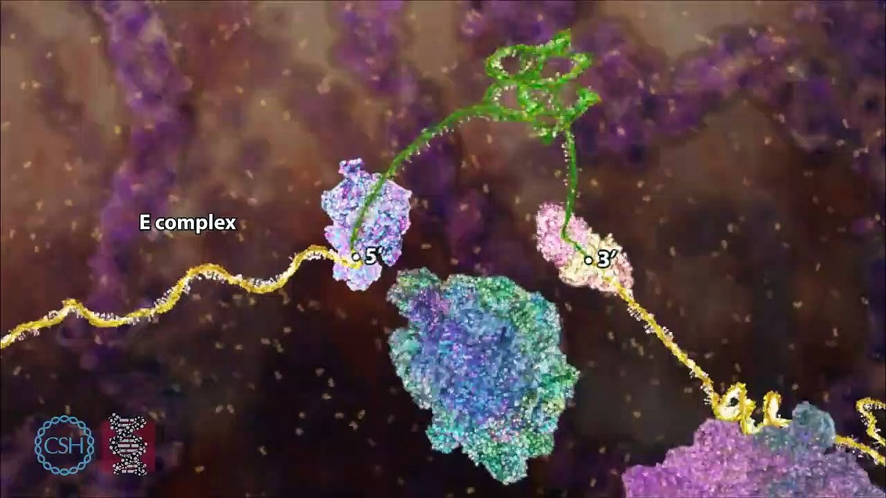 RNA Splicing