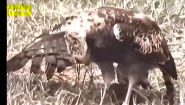 TOP 15 Best eagle attacks in the world Vs(lion,Cat,Dog,Duck,Rabbit,Snake,Wolf,Goat.