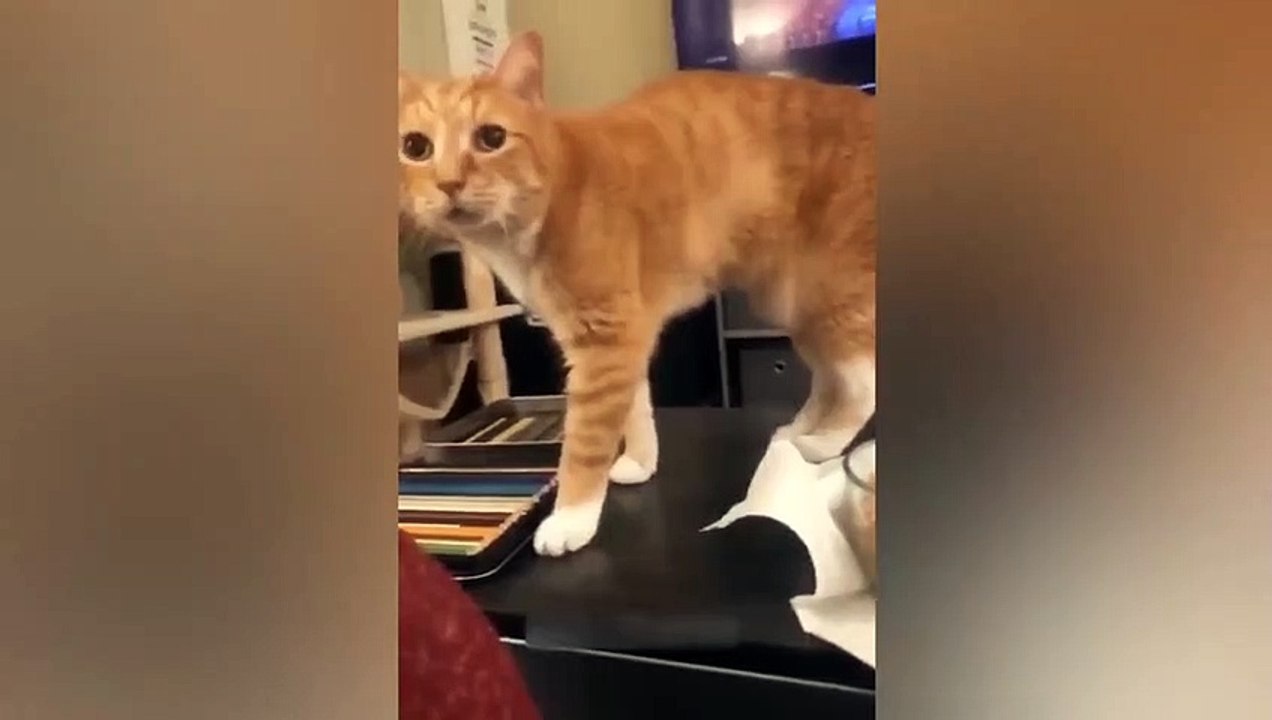 Funny cat animals ☺️
