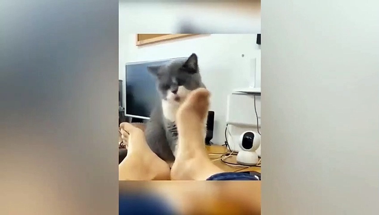 Cat going mad funny cat