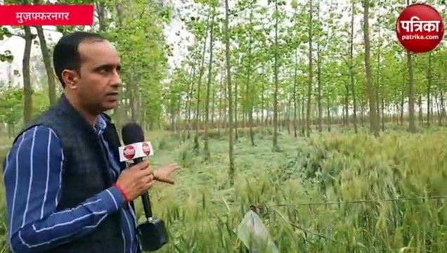 बरसात से गेहूं की फसल बर्बाद, किसानों ने ऐसे सुनाया अपना दुखड़ा, देखें वीडियो