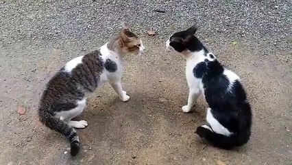 Cats Fighting with sound - Exclusive Video (Play with full sound)