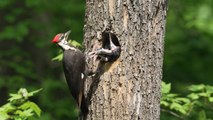 'Nature is stunning!' - Breathtaking video of a Pileated Woodpecker feeding her chicks