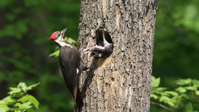 'Nature is stunning!' - Breathtaking video of a Pileated Woodpecker feeding her chicks