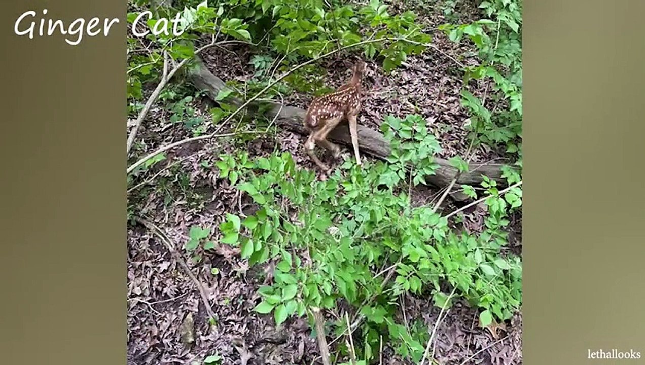 15 Times Humans Rescued Animals And Got Thanked In The Cutest Way - Save Animals