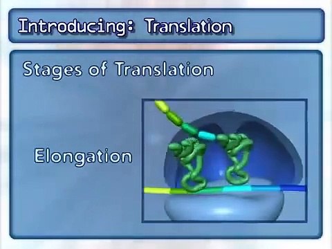 Translation ｜ Protein synthesis in prokaryotes