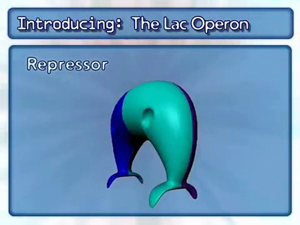Lac Operon