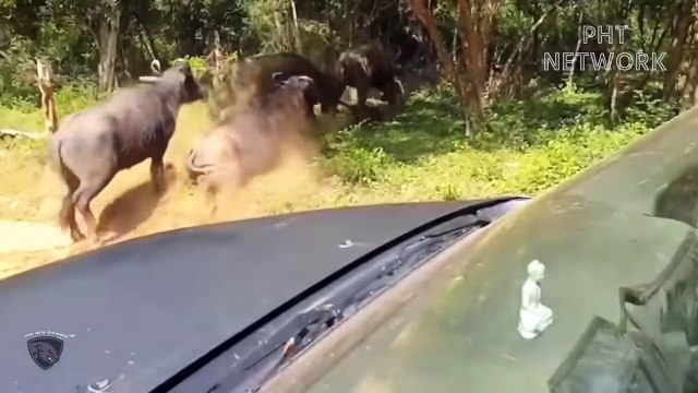 Angry Leopard Attacks Newborn Buffalo - Angry Mother Buffalo Destroys Leopard Too Brutally