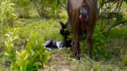 Angry Mother Baboon Attacks Lion King To Avenge Her Newborn Baby   Wild Animal Attack