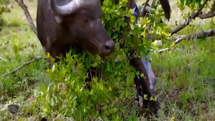 Buffalo Alone Cannot Destroy All Wild Dogs That Are Overcrowded And Ferocious