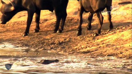 Buffalo Alone Destroy Lions Too Brutally Despite Teammates Watching   Wild Animal Attack