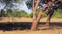 Buffalo Use All His Strength To Fight Wild Dogs That Are Too Aggressive