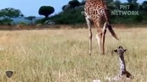 Crazy Giraffe Attack And Destroy Lion King To Escape   Wild Animal Attack