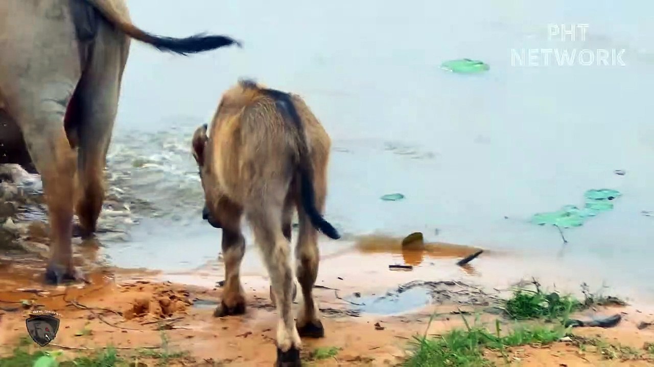 Crocodile Suddenly Ambushed And Destroyed Buffalo Mother And Daughter