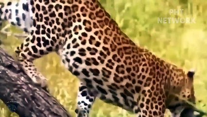 Epic Battles Of Gorilla Destroy Brutal Predators  Animal Planet Discovery 2023