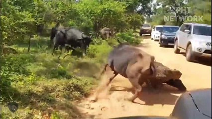 Hungry Leopard Risked Their Lives To Jump Into Abyss To Destroy Wild Boar