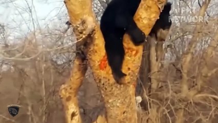 Hungry Tiger Risked His Life To Jump Into Cliff To Destroy Cow Too Brutally