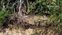 Leopard Risked His Life To Plunge Into River To Destroy Crocodiles So Brutally