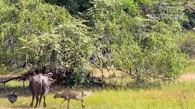 Lion Failed Miserably When Attack By Warthog So Brutally Animal Planet Discovery