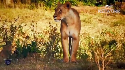 Lion King Failed Miserably When Fighting Wild Horses That Were Too Ferocious