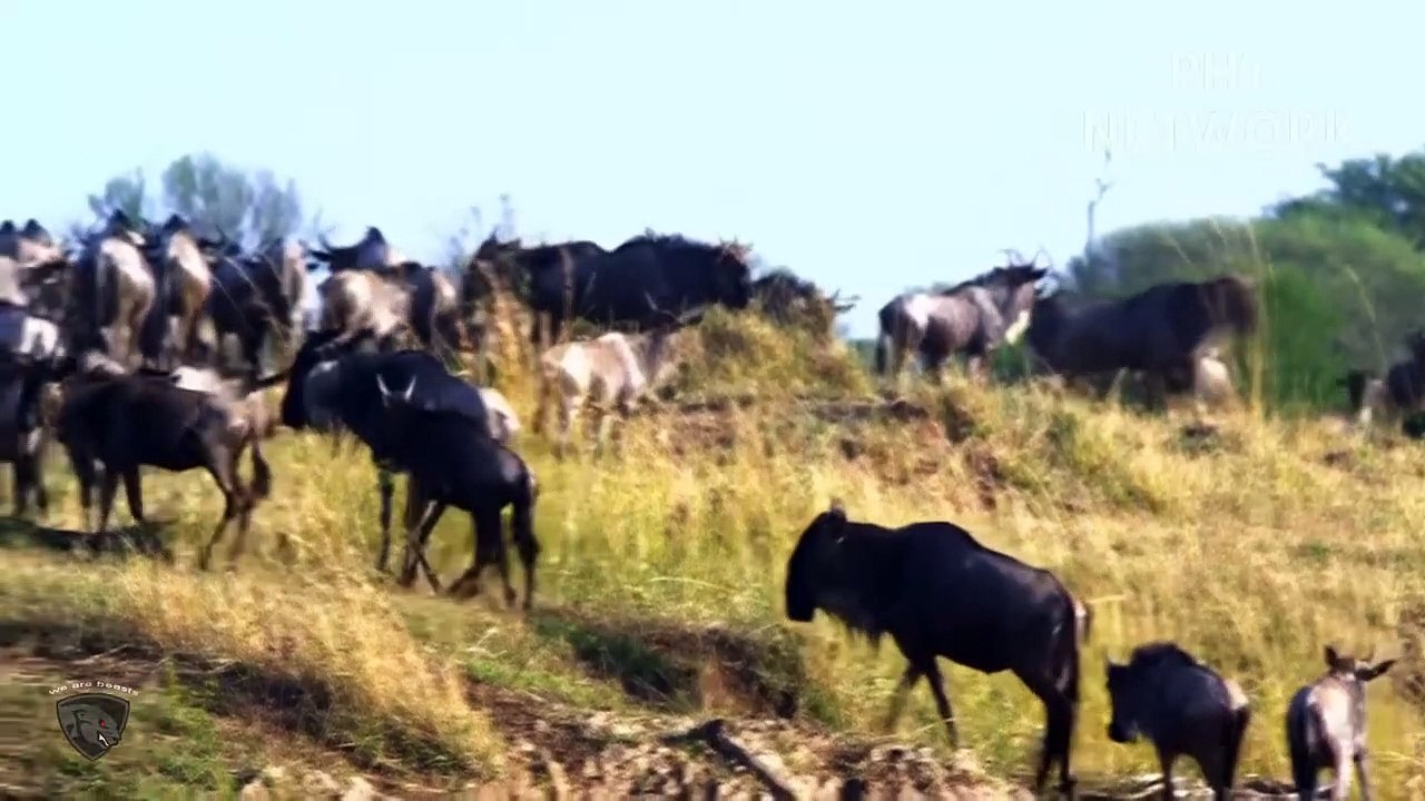 Massai Aborigines Combine With Wild Horse To Destroy Lion King To Protect Villager