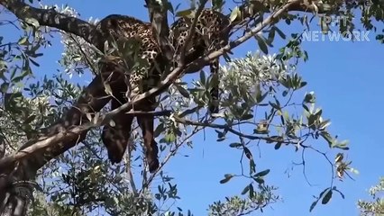 Stupid Leopard Who Didn't Notice Was Brutally Destroy By Warthog   Wild Animal Attack