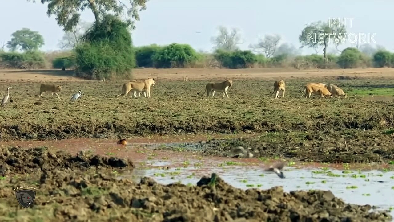 Stupid Lion Was Stung By Bees So Brutally Because He Dared To Provoke Bees