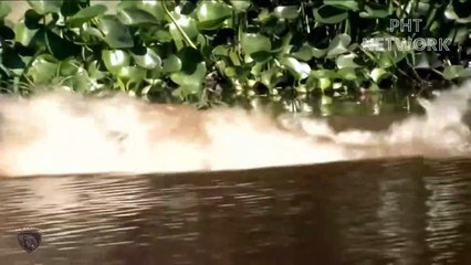 Wild Dog Was Hunting By Riverbank When Bad Fish Suddenly Attack So Fiercely