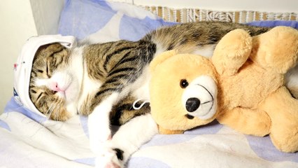 Baby Cat with a Blue Cap and Plush Toy