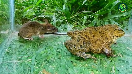 11 Times Rats Became a Nightmare for Other Animals