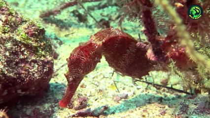 11 Weirdest Ways Animals Give Birth in the Wild