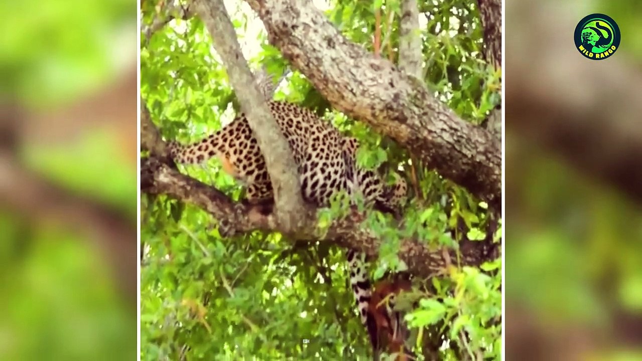 14 Shocking Moments When Deer and Impala Were killed Brutally