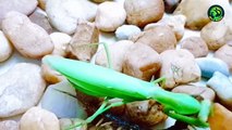 13 Shocking Moments of Mantis Destroying their Opponents