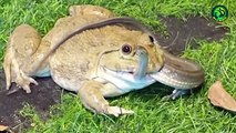 15 Unbelievable Fights That frog owned Like a Boss