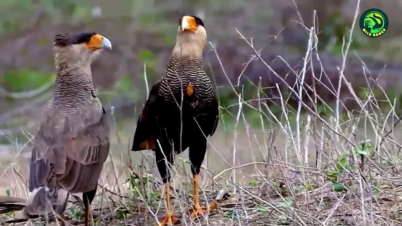 15 Unbelievable Seabird battles ever Recorded
