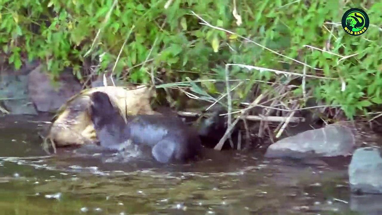 12 Unbelievable Otter Hunts Ever Recorded