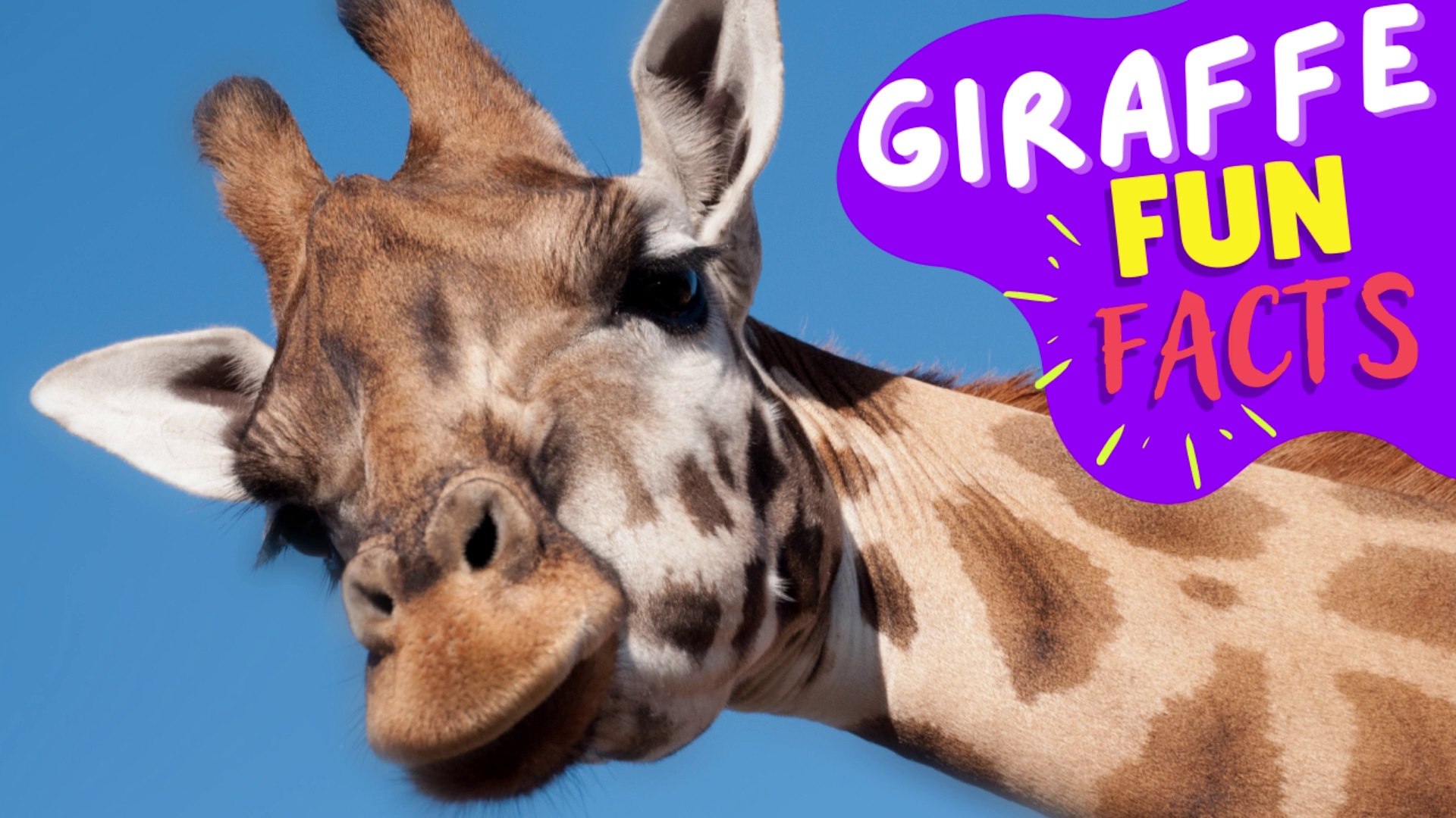 ⁣GIRAFFES - Feel Happier Thanks to the Scientifically - Proven Benefits of Watching Adorable Animals