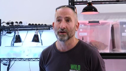 Growling grass frogs to return to Victoria's Winton Wetlands