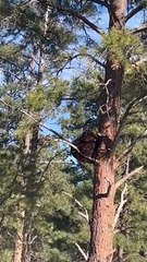 Chicago Man Meets a Bear