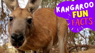 KANGAROO - Discover Fascinating Facts about Kangaroos