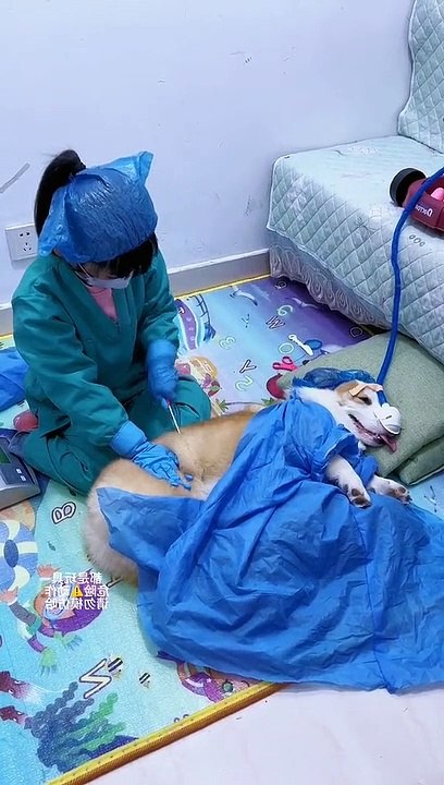 Cô bé đam mê làm bác sĩ từ nhỏ: Bố và chú cún phải đóng vai bệnh nhân