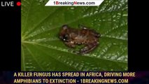 A killer fungus has spread in Africa, driving more amphibians to extinction - 1breakingnews.com